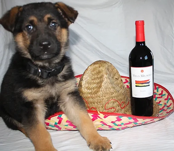 Chavito dice, "Ven a celebrar!!"